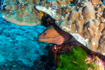 Giant Moray eel hiding in hard coral on a tropical reef