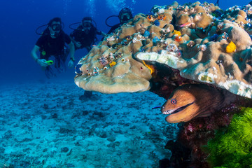 Giant Moray eel hiding in hard coral on a tropical reef