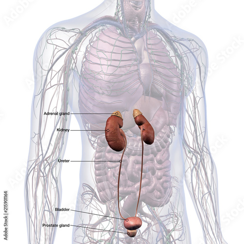 "Kidneys Labeled in Male Internal Anatomy on White Background" Stock