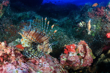 Naklejka na ściany i meble Beautiful Red Lionfish swimmong on a colorful tropical coral reef
