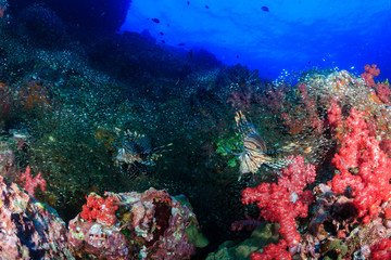 Fototapeta na wymiar Beautiful Red Lionfish swimmong on a colorful tropical coral reef