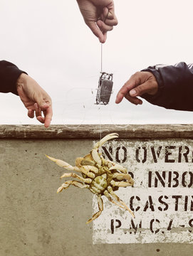 Hands untangle a crab caught during crabbing season in California