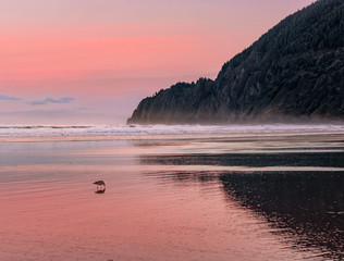 View of Manzanita Beach on the Pacific Coast of Northern Oregon. Birds are walking and flying. Pastel pink sky reflecting on the wet sand at sunrise. Rugged cliffs are visible in the distance.