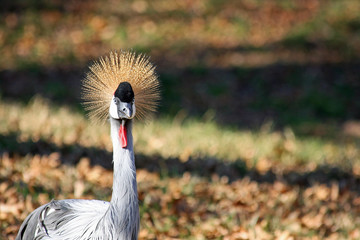 Fototapeta premium East African Crowned Crane