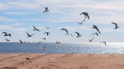 Naklejka premium Flock of seagull birds flying in the air against beautiful cloudy sky and ocean in the background. Yellow sand beach at the bottom of the picture. Good weather with sun sparks on the water surface.