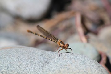 Baby Orange Dragonfly
