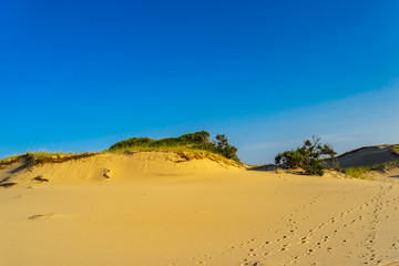 Sand Dunes and Grass of the Provincelands Cape Cod MA US.