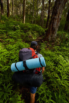 Hiker walks thru ferns and gumtrees