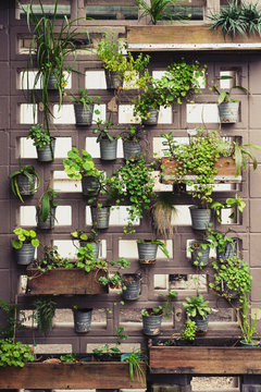 Vertical Garden In Brick Wall
