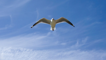 Seagull mid-flight against a blue sky