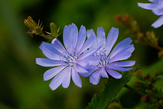 Common chicory (Cichorium intybus)