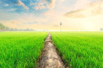 Green rice fields at sunset