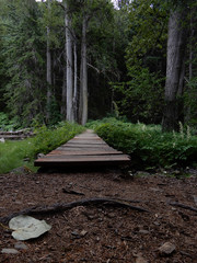Dark forest in wilderness with foot bridge.