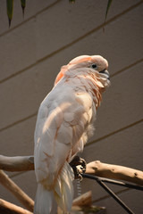 Parrot