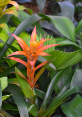 Obraz premium Orange Spiked Flower