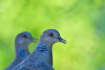 木陰でくつろぐキジバト