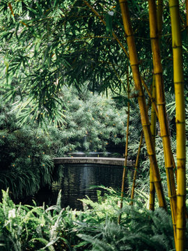 Chinese style garden