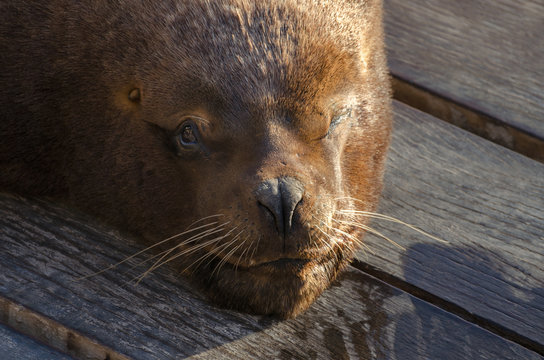 Old sea dog