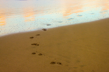 Paw prints in the sand