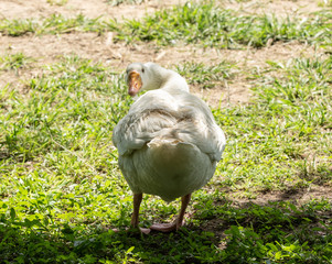 curious goose has spotted you