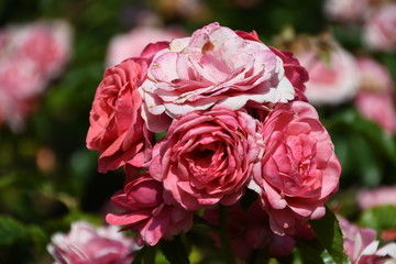 Beautiful flowers in the garden