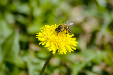 Bee on dandelion
