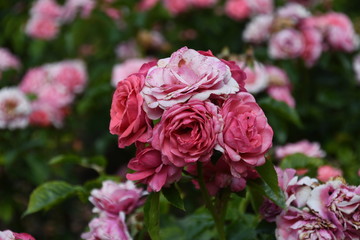 beautiful pink flower