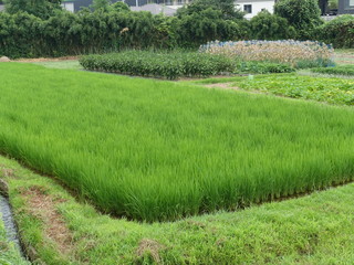 7月の水田
