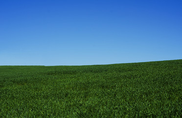 Obraz premium Wheat fields landscape