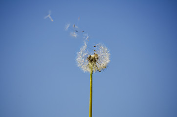 dandelion seeds flying