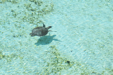 Obraz premium Turtle in the sea 