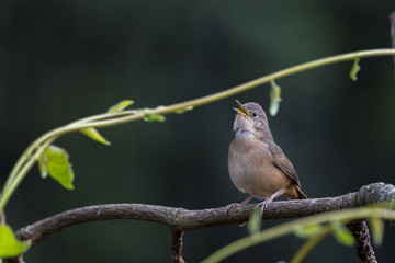 Corruíra - Troglodytes musculus