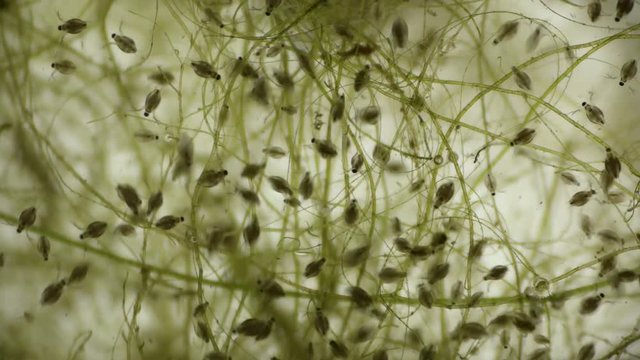 a colony of water fleas Daphnia under the microscope
