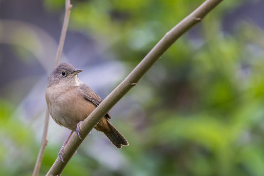 Corru&iacute;ra - Troglodytes musculus