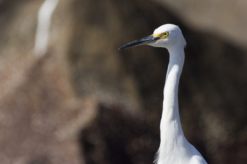 Garça-branca-pequena - Egretta thula