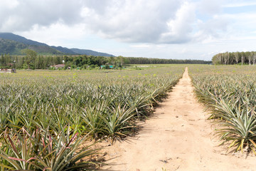 Pimeapple field, Pjuket, Thailand