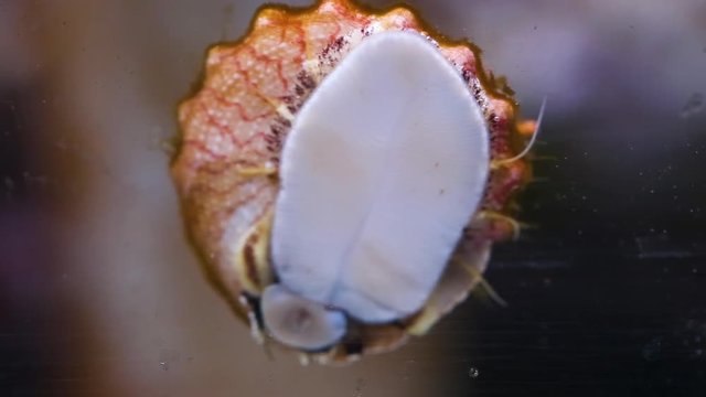 A shot of a sea snail that is attached to an aquarium's glass.
