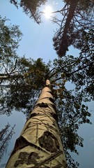Fototapeta premium Aspen tree trunk