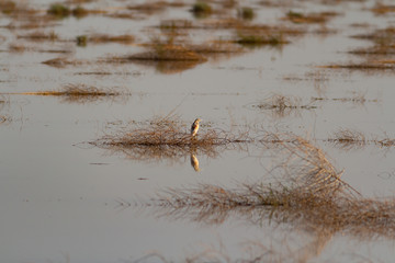 squacco heron in flooded azraq bason
