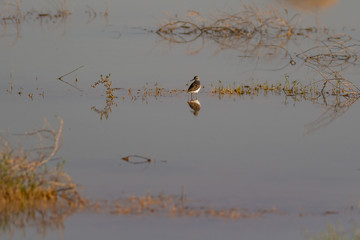 ruff in flooded qa' at azraq