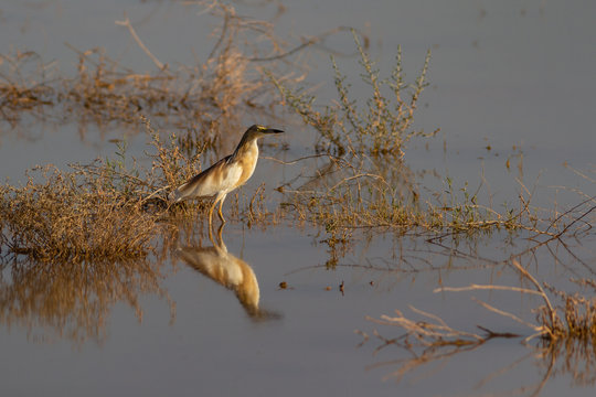 closeup of squacco heron in flooded qa'