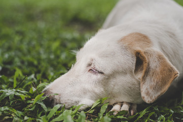 whtie dog on grass,in a lonely mood,vintage tone.