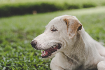 whtie dog on grass,in a lonely mood,vintage tone.