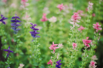 Purple and pink flowers in summer garden