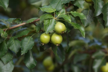 Unripe pears in green foliage on tree branches