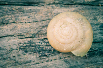 Snail Shell on Wood Texture Background Vintage