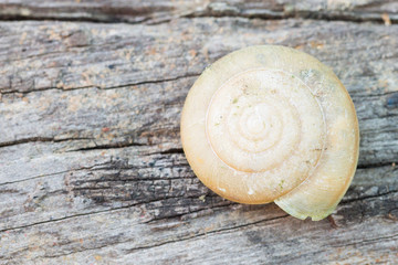 Snail Shell on Wood Texture Background