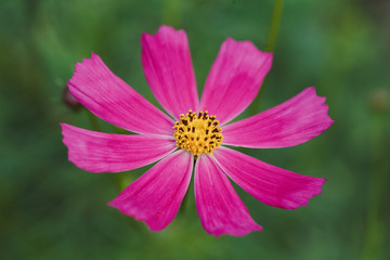 Pink or fuchsia summer flower petal on green background