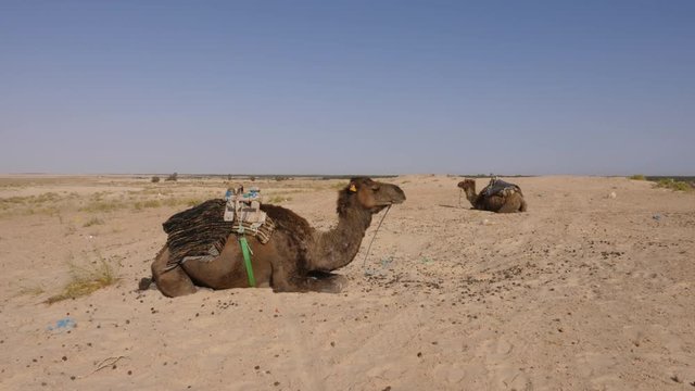 Two camel with one hump lying on sand in desert. Brown dromedary camel in Sahara