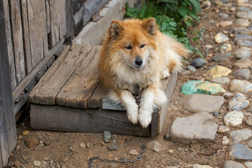 Chained rural dog lying near wooden barn and watching